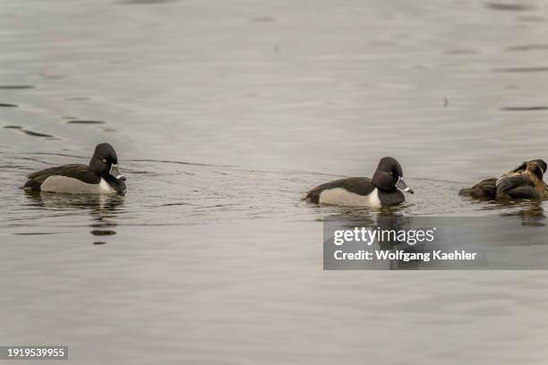 Male Ring-necked ducks swimming on Lake Washington at Juanita Bay Park, Kirkland, Washington State, USA.