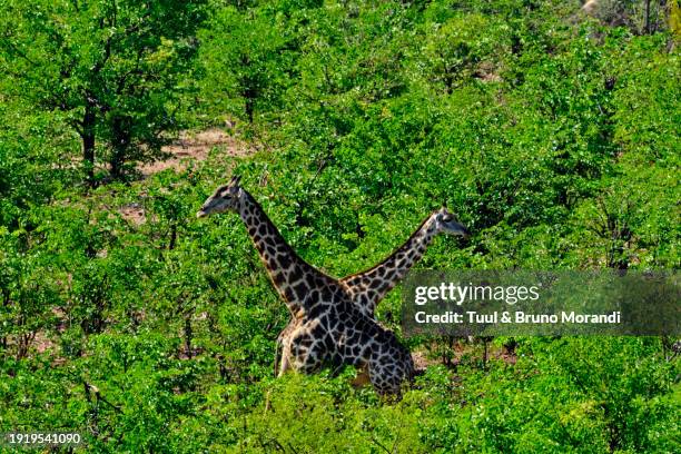 zimbabwe, zambezi national park - hwange national park stock pictures, royalty-free photos & images