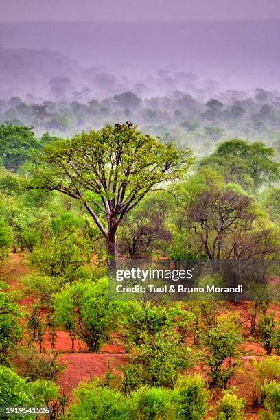 zimbabwe, zambezi national park - zambezi national park stock pictures, royalty-free photos & images
