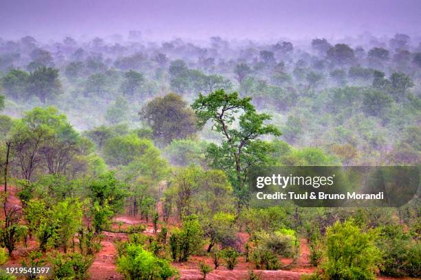zimbabwe, zambezi national park - zambezi national park stock pictures, royalty-free photos & images