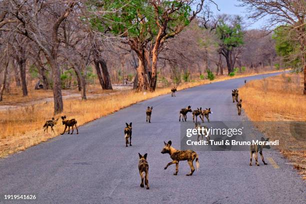 zimbabwe, hwange national park - hwange national park stock pictures, royalty-free photos & images