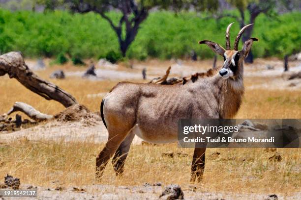 zimbabwe, hwange national park - hwange national park stock pictures, royalty-free photos & images