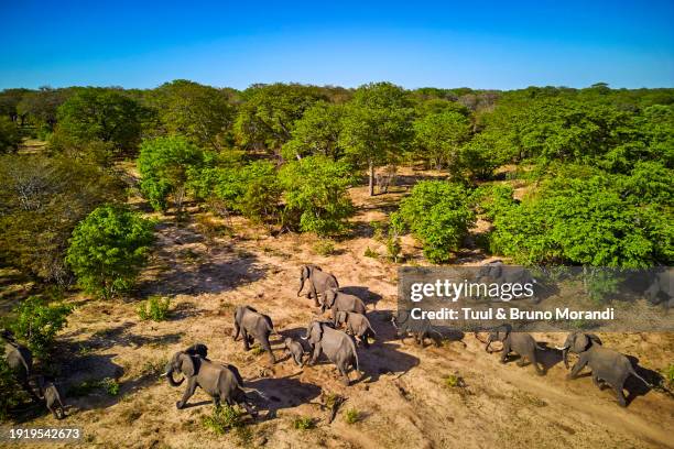 zimbabwe, hwange national park - repubblica dello zimbabwe foto e immagini stock