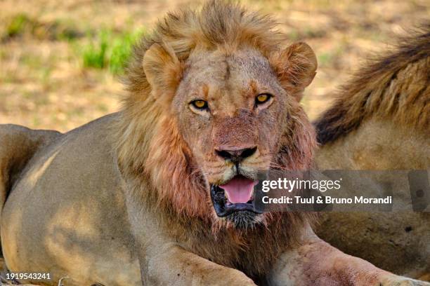 zimbabwe, hwange national park - hwange imagens e fotografias de stock