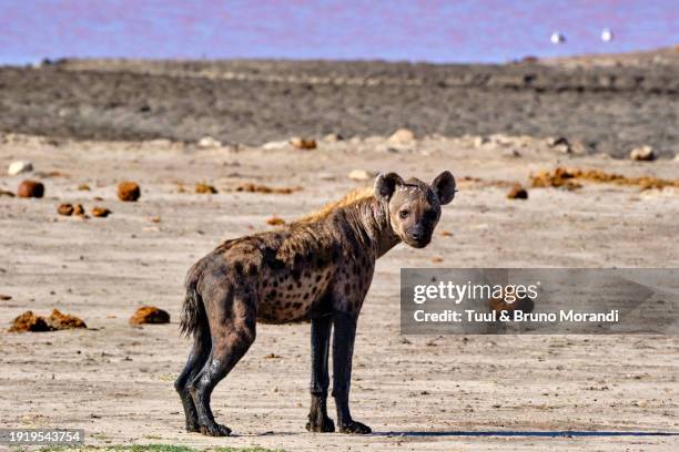 zimbabwe, hwange national park - hyena bildbanksfoton och bilder