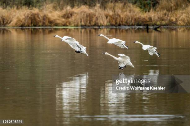 Group of Trumpeter swans landing on the water of Lake Washington at Juanita Bay Park, Kirkland, Washington State, USA.
