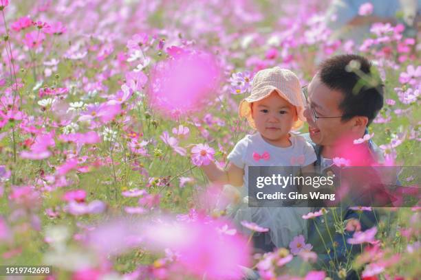 asian young father hugs his baby girl among cosmos flowers - taiwan landscape stock pictures, royalty-free photos & images