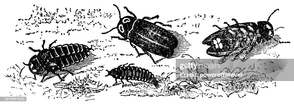 Common Glowworm Firefly Insects (Lampyris Noctiluca) - 19th Century