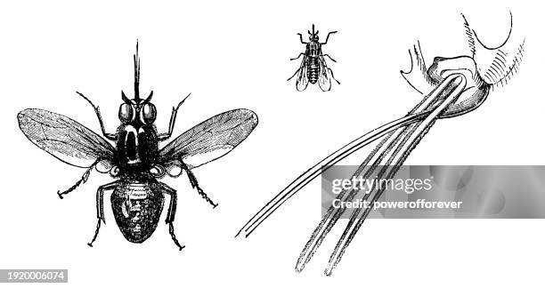 tsetse fly insect (glossina) magnification and proboscis - 19th century - tsetse fly stock illustrations