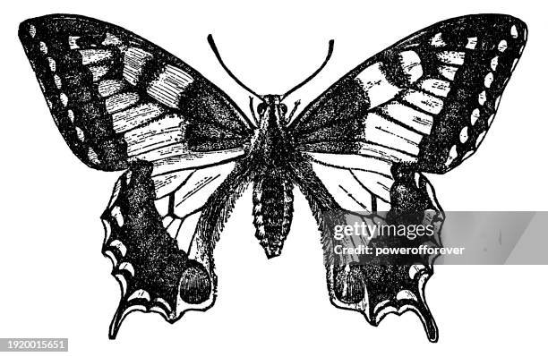 illustrazioni stock, clip art, cartoni animati e icone di tendenza di insetto farfalla del vecchio mondo (papilio macaon) - 19° secolo - farfalla a coda di rondine