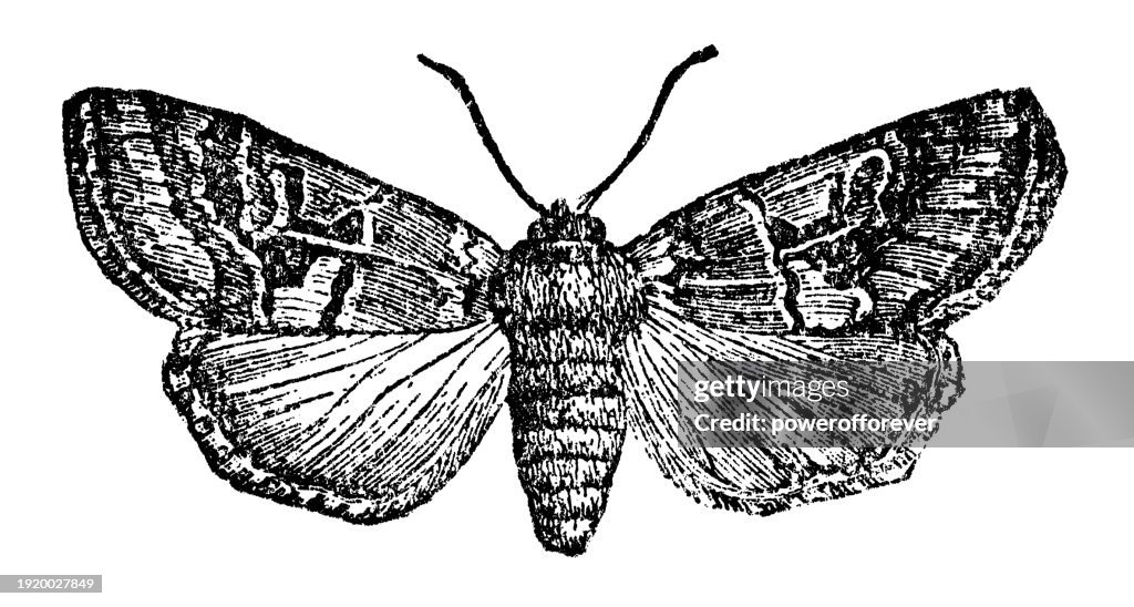 Hebrew Character Moth Insect (Orthosia Gothica) - 19th Century