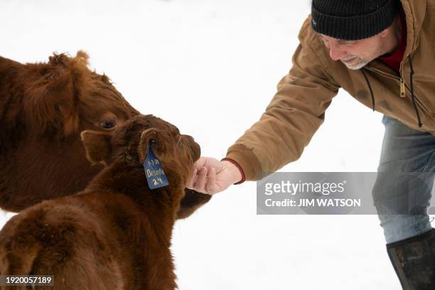 Head of Farmers for DeSantis, Lance Lillibridge, pets his newborn calf named "DeSantis" on January 11 at his farm in Vinton, Iowa, where he grows...