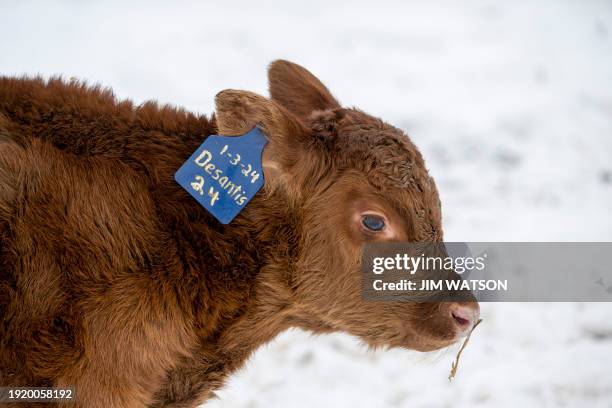 Newborn calf named "DeSantis" stands in the snow at Lance Lillibridge's farm on January 11 in Vinton, Iowa, where he grows corn, soybeans, alfalfa as...