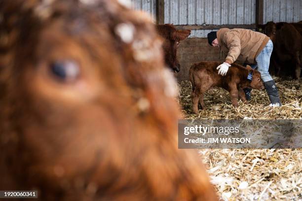 Head of Farmers for DeSantis, Lance Lillibridge, checks his newborn calf named "DeSantis," on January 11 at his farm in Vinton, Iowa, where he grows...