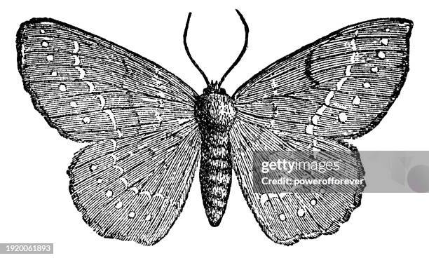 large emerald moth insect (geometra papilionaria) - 19th century - geometridae stock illustrations