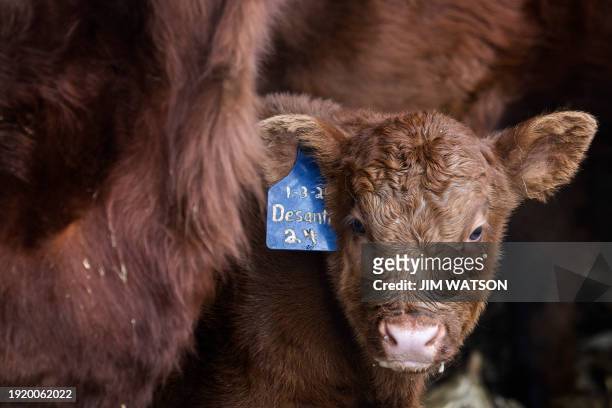 Newborn calf named "DeSantis" looks out from under his mother at Lance Lillibridge's farm on January 11 in Vinton, Iowa, where he grows corn,...