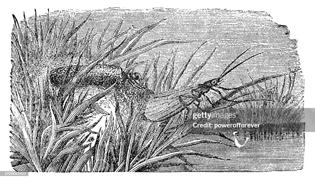 Giant Casemaker Caddisfly Insect and Larva (Oligotricha Striata) - 19th Century