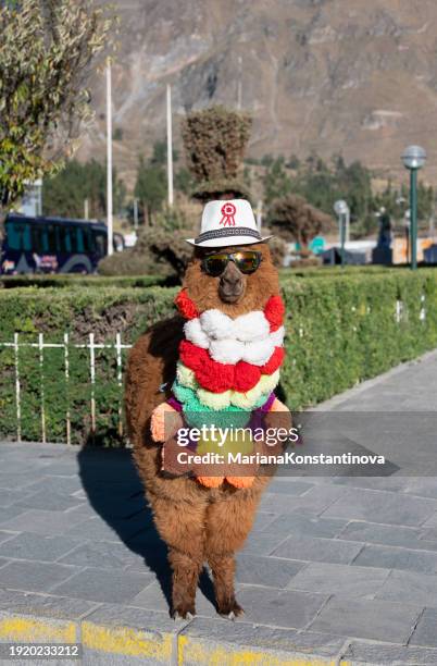 alpaca standing on a street corner wearing a hat and sunglasses, peru - alpaka stock-fotos und bilder