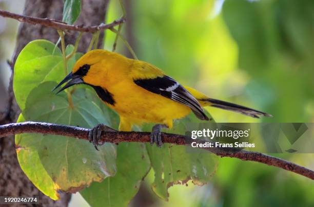 yellow oriole, (icterus nigrogularis curasoensis) - oriole stock pictures, royalty-free photos & images