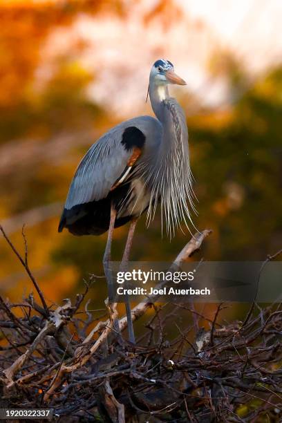 great blue heron at the wakodahatchee wetlands - blue heron stock pictures, royalty-free photos & images