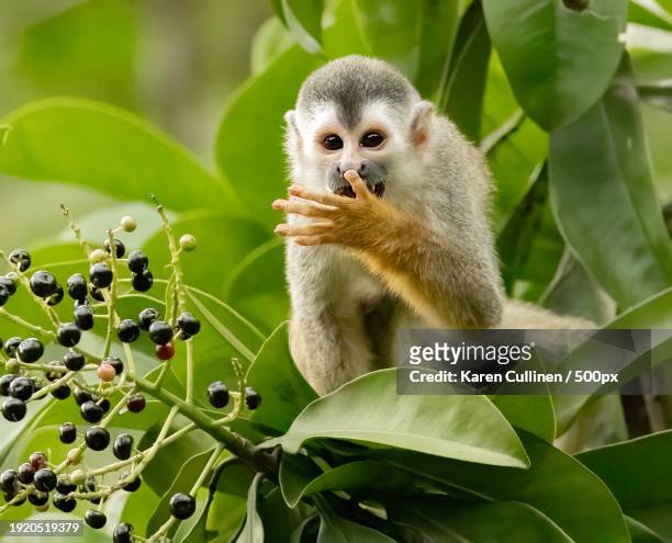 close-up of squirrel red eating banana on tree - osa peninsula stockfoto's en -beelden