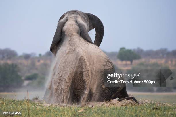 1,150 Elephant Back View Stock Photos, High-Res Pictures, and Images ...
