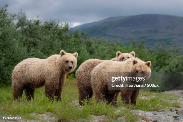 blonde triplet bear cubs,united states,usa - kodiak brown bear stock pictures, royalty-free photos & images
