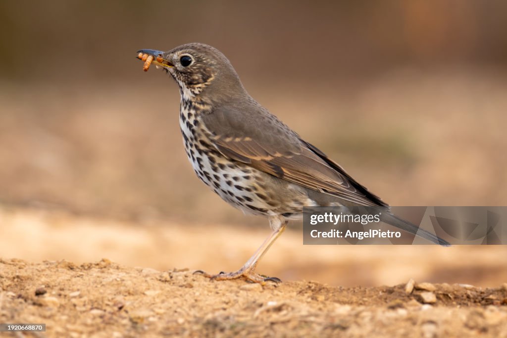 Song thrush with a bunch of worms in its beak