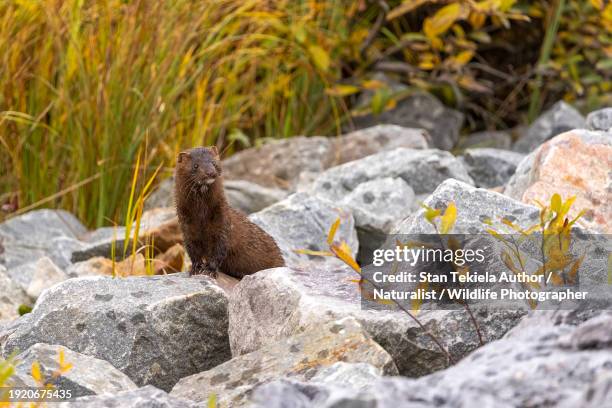 american mink in rocks - mustela vison stock pictures, royalty-free photos & images