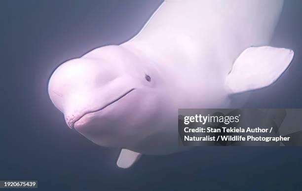 beluga whale underwater, swimming, looking - whale eyes stock pictures, royalty-free photos & images