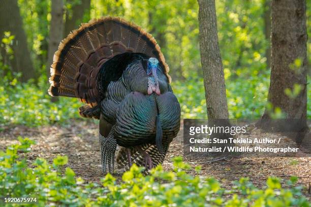eastern wild turkey - wild turkey stock pictures, royalty-free photos & images
