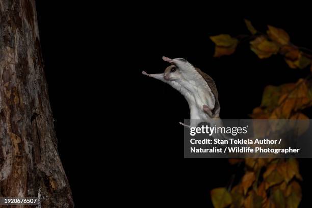 southern flying squirrel gliding and landing in night - flying squirrel stock pictures, royalty-free photos & images