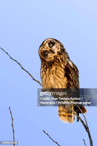 short-eared owl asio flammeus - head cocked stock pictures, royalty-free photos & images