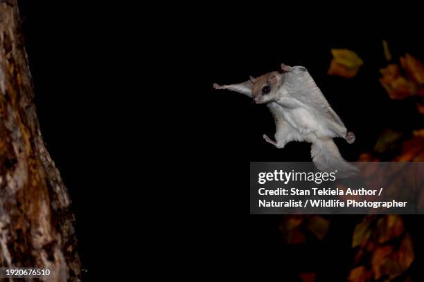 southern flying squirrel gliding to land at tree in night - flygekorre bildbanksfoton och bilder