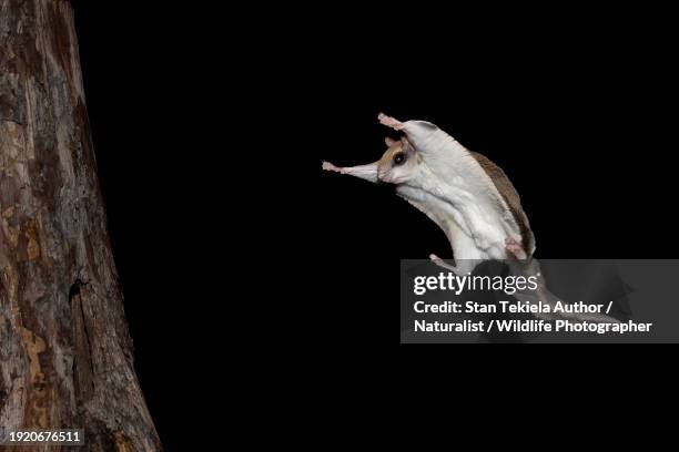 southern flying squirrel gliding - flying squirrel stock pictures, royalty-free photos & images