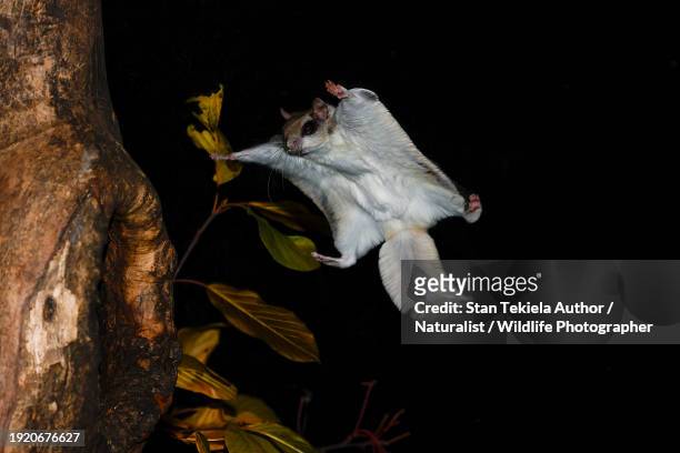 southern flying squirrel gliding to land in tree at night - flying squirrel stock pictures, royalty-free photos & images
