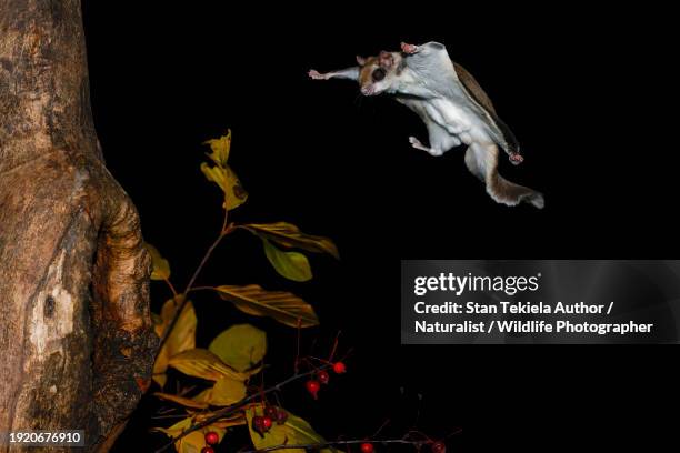 southern flying squirrel gliding at night landing on tree - flying squirrel stock pictures, royalty-free photos & images