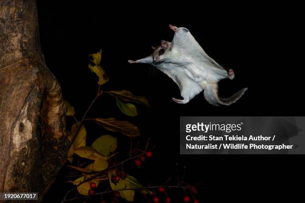 southern flying squirrel gliding at night landing on tree - flying squirrel stock pictures, royalty-free photos & images