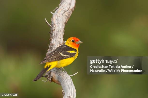 western tanager adult male perched - piranga ludoviciana stock pictures, royalty-free photos & images