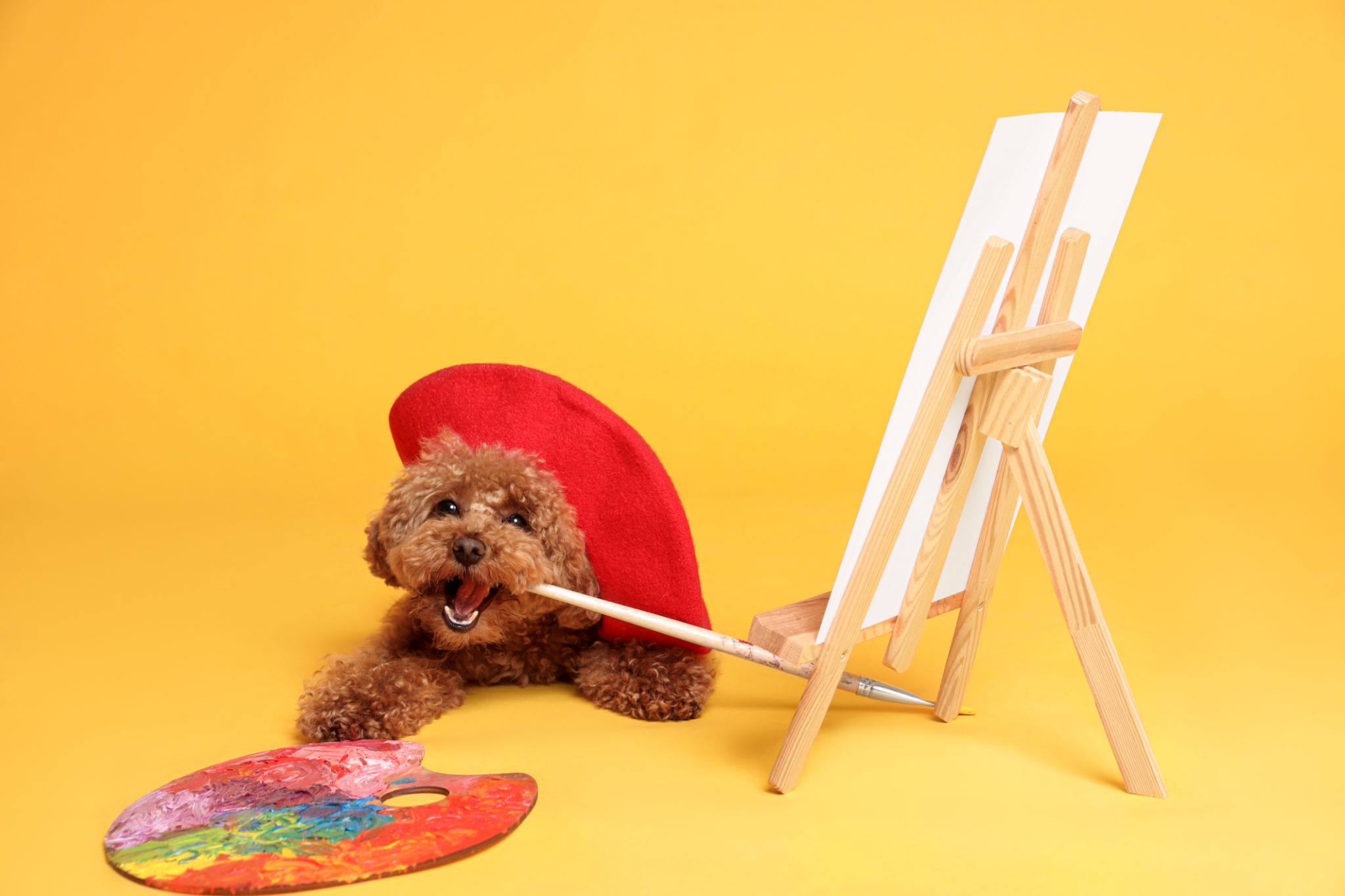 artist pet