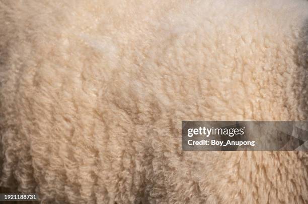 Sheep Texture Guide 140 Sheep Skin Texture Stock Photos, High-Res Pictures, and Images ...