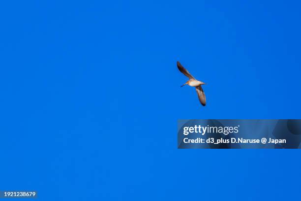 a beautiful black-winged stilt with long red legs (gallinago gallinago, family comprising snipes) in flight.

at okazaki cultivated land, hiratsuka, kanagawa, japan,
photo by december 17, 2023. - 平塚市 stock pictures, royalty-free photos & images