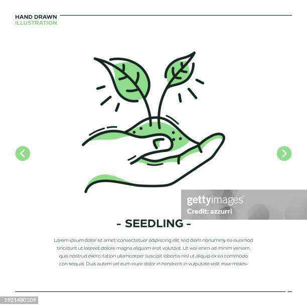 seedling thin line illustration - seed sprouting stock illustrations