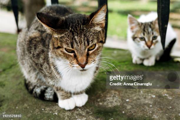 street cat with a kitten. famous istanbul cats - city birds eye stock pictures, royalty-free photos & images