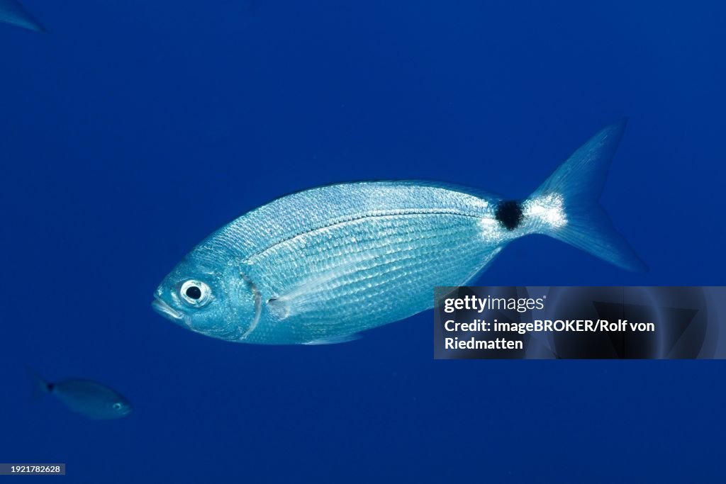 Banded seabream (Oblada melanura) in the Mediterranean Sea near Hyeres, monochrome blue background, can be released. Dive site marine reserve Port Cros, Provence Alpes Cote d'Azur, France, Europe