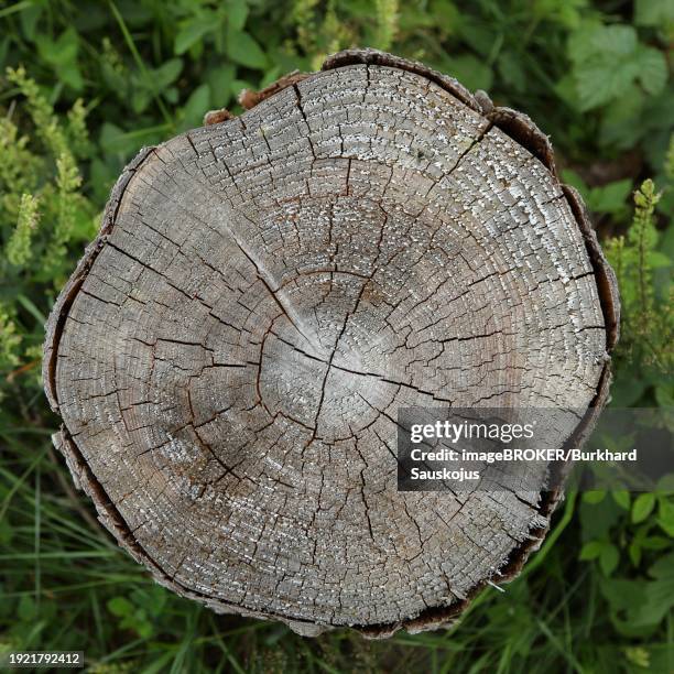 Spruce Rings 11 Spruce Wood Rings Stock Photos, High-Res Pictures, and Images ...