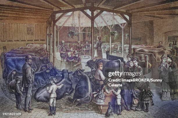 cows being milked and children tasting the fresh milk, exhibition, dairy farming, dairy cows, central office of the wille'sche milchkuranstalt in dresden, saxony, germany, around 1885, historical, digitally restored reproduction from a 19th century - dairy factory stock illustrations