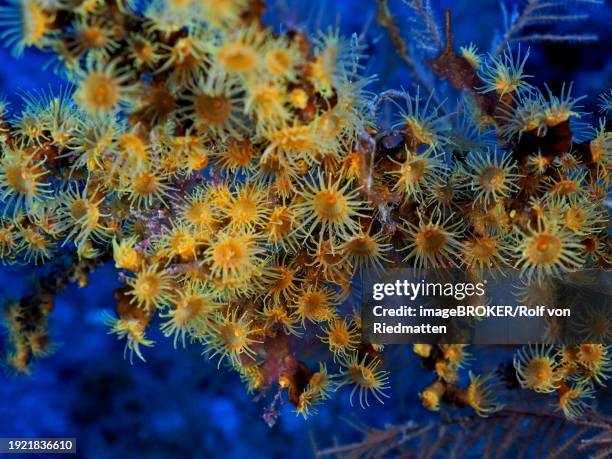 yellow cluster anemone (parazoanthus axinellae), dive site las cabras, la palma, canary islands, spain, atlantic ocean, europe - parazoanthus bildbanksfoton och bilder