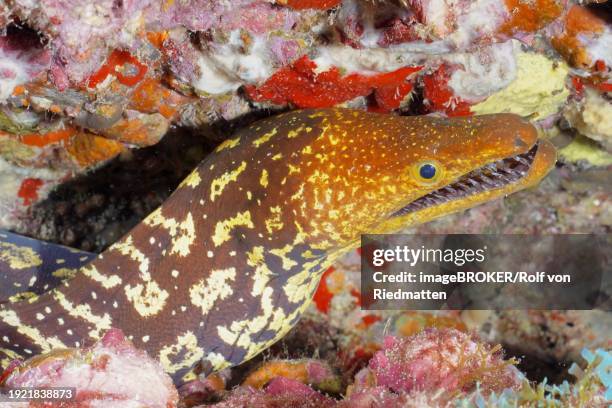 fangtooth moray (enchelycore anatina), pasito blanco reef dive site, arguineguin, gran canaria, spain, atlantic ocean, europe - fangtooth stock pictures, royalty-free photos & images