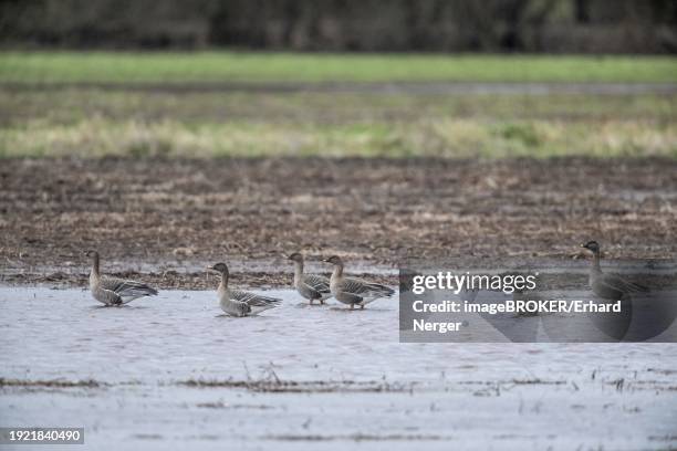 bean geese (anser fabalis), emsland, lower saxony, germany, europe - anser fabalis stock pictures, royalty-free photos & images